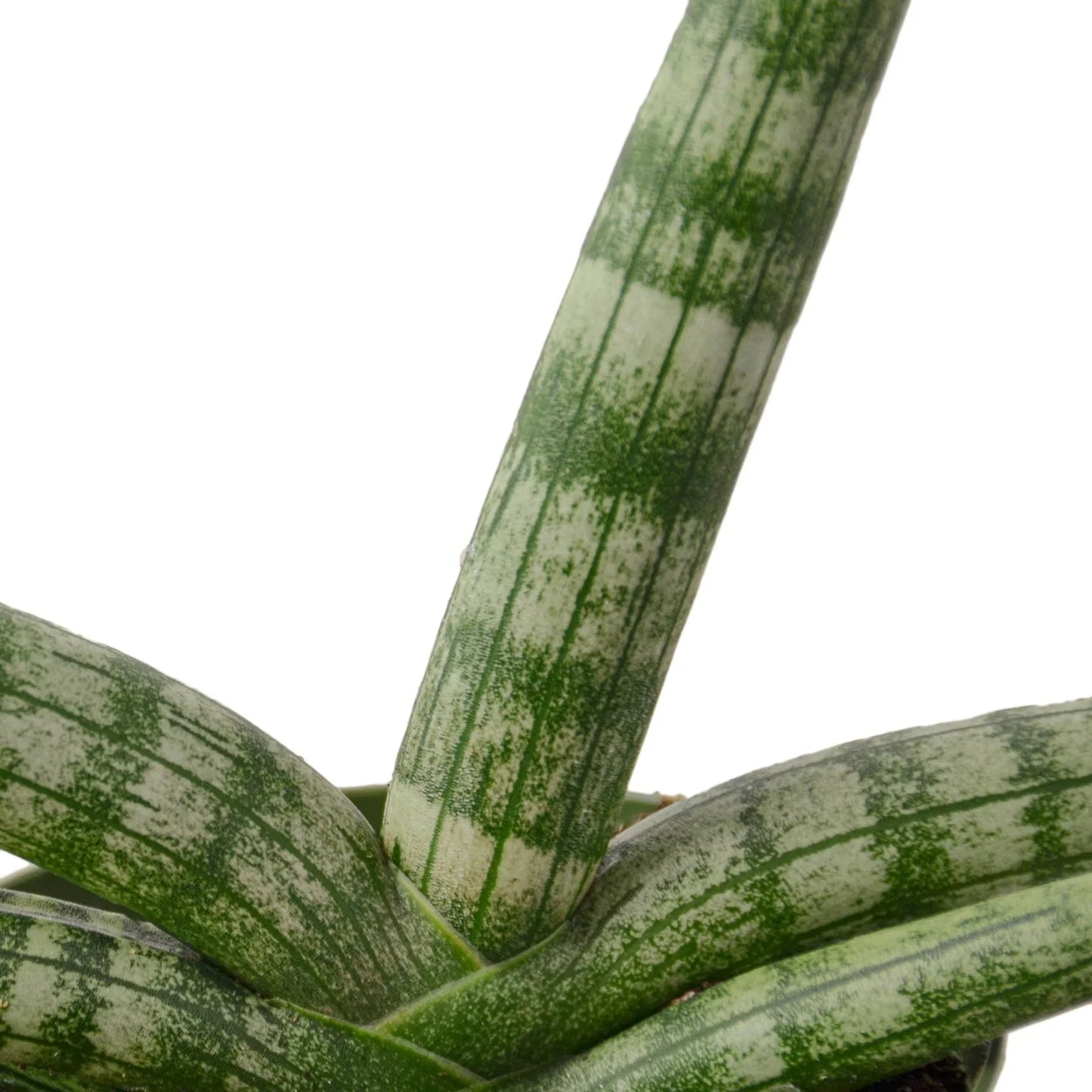 Snake Plant Starfish | Cactus Clint