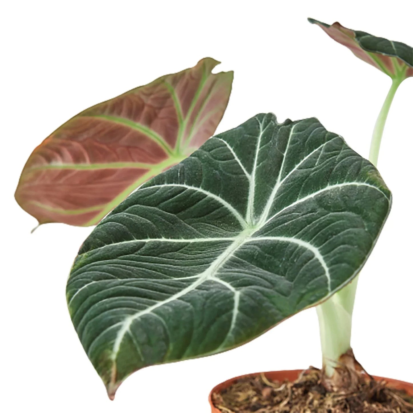 Alocasia Reginula 'Black Velvet' | Cactus Clint