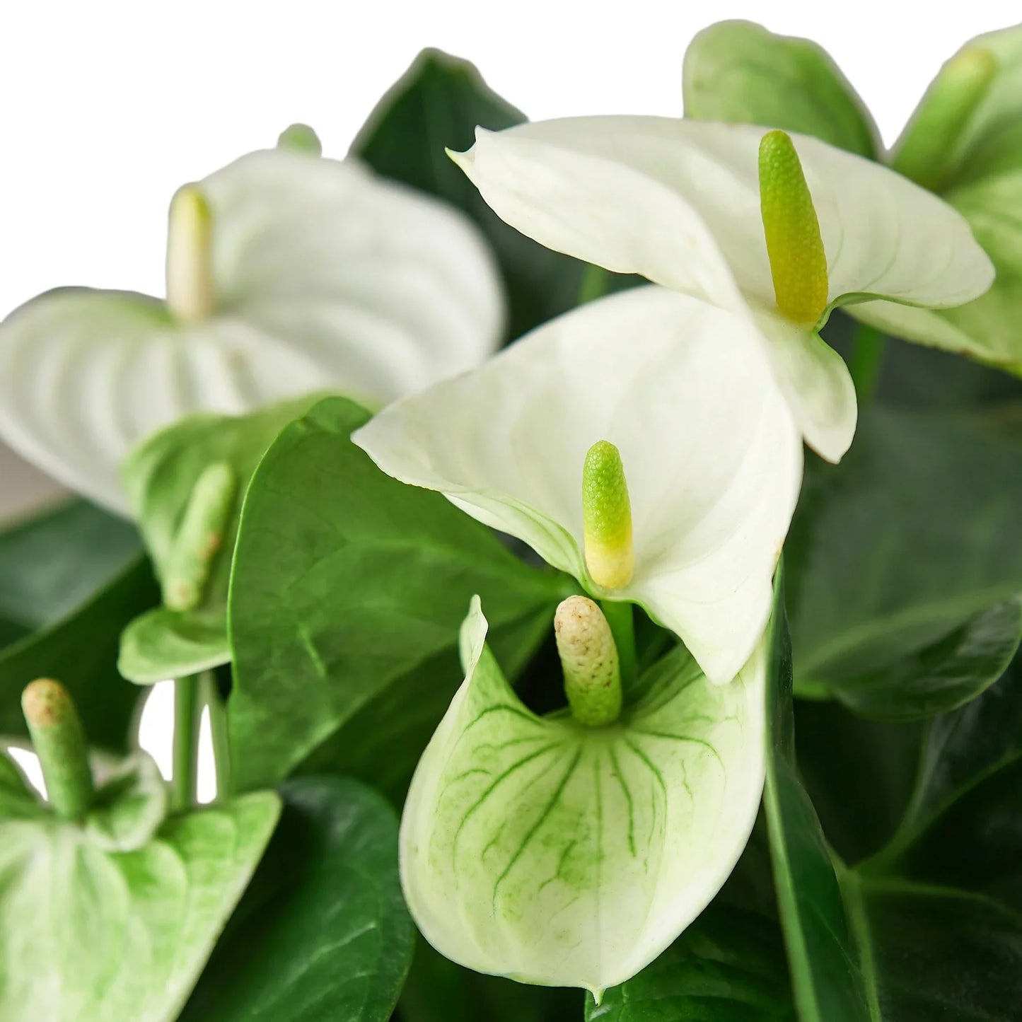 Anthurium 'White' | Cactus Clint
