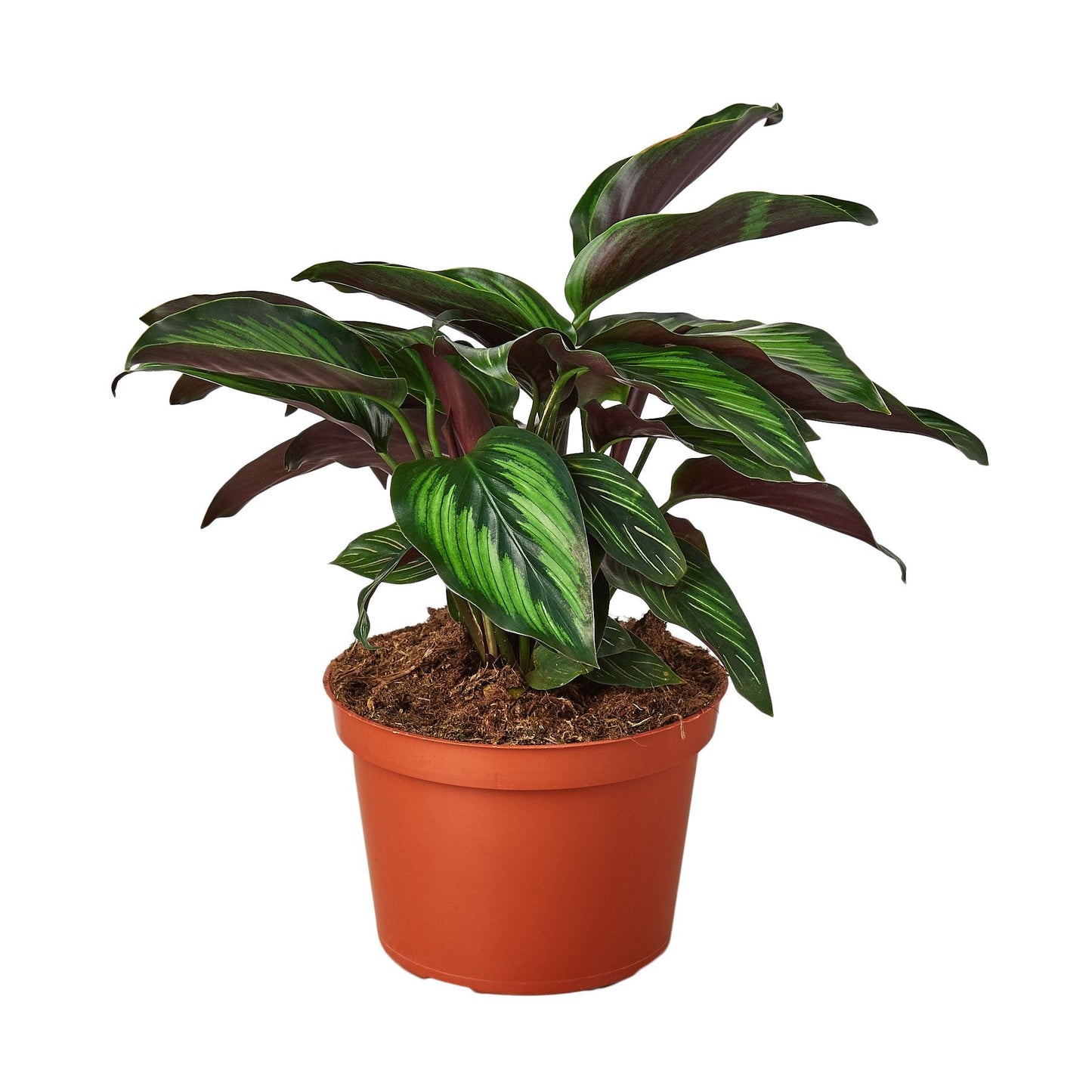Calathea 'Beauty Star' | Cactus Clint