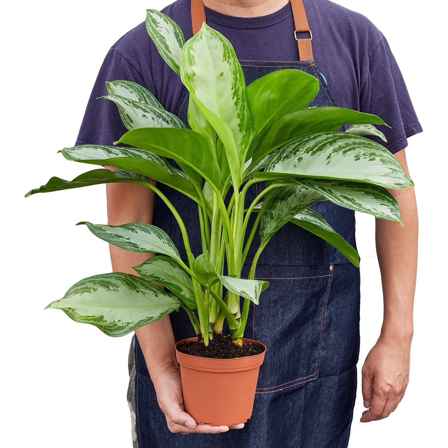 Chinese Evergreen 'Silver Bay' | Cactus Clint