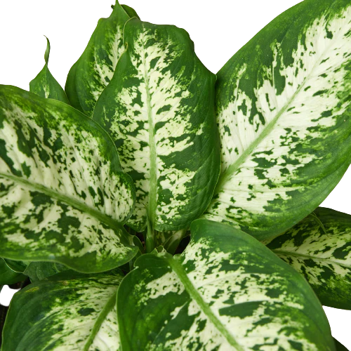 Dieffenbachia 'Tropic Snow' | Cactus Clint