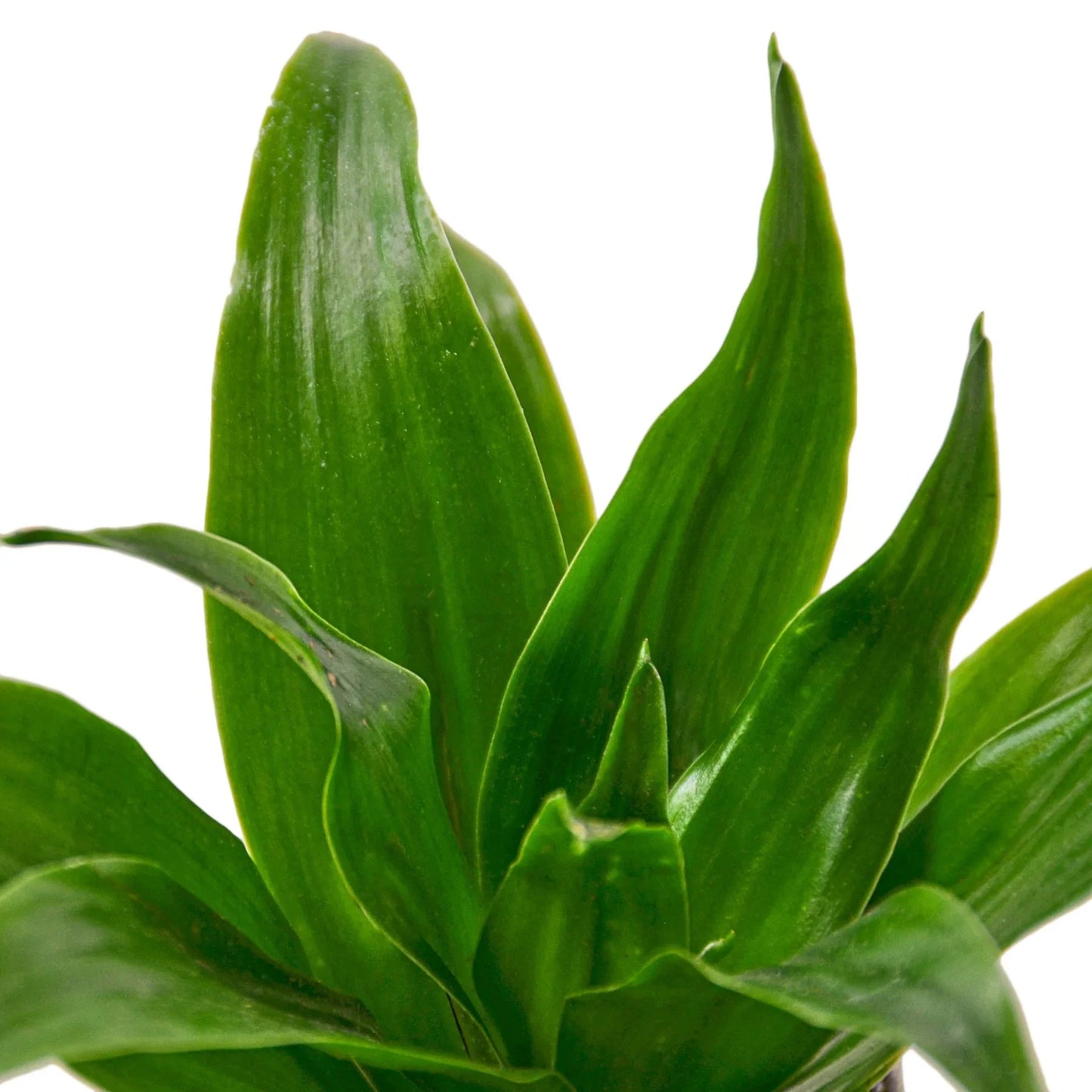 Dracaena 'Janet Craig' | Cactus Clint