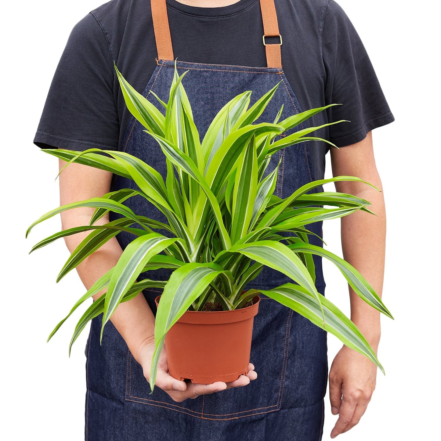 Dracaena Deremensis 'Lemon Lime' | Cactus Clint