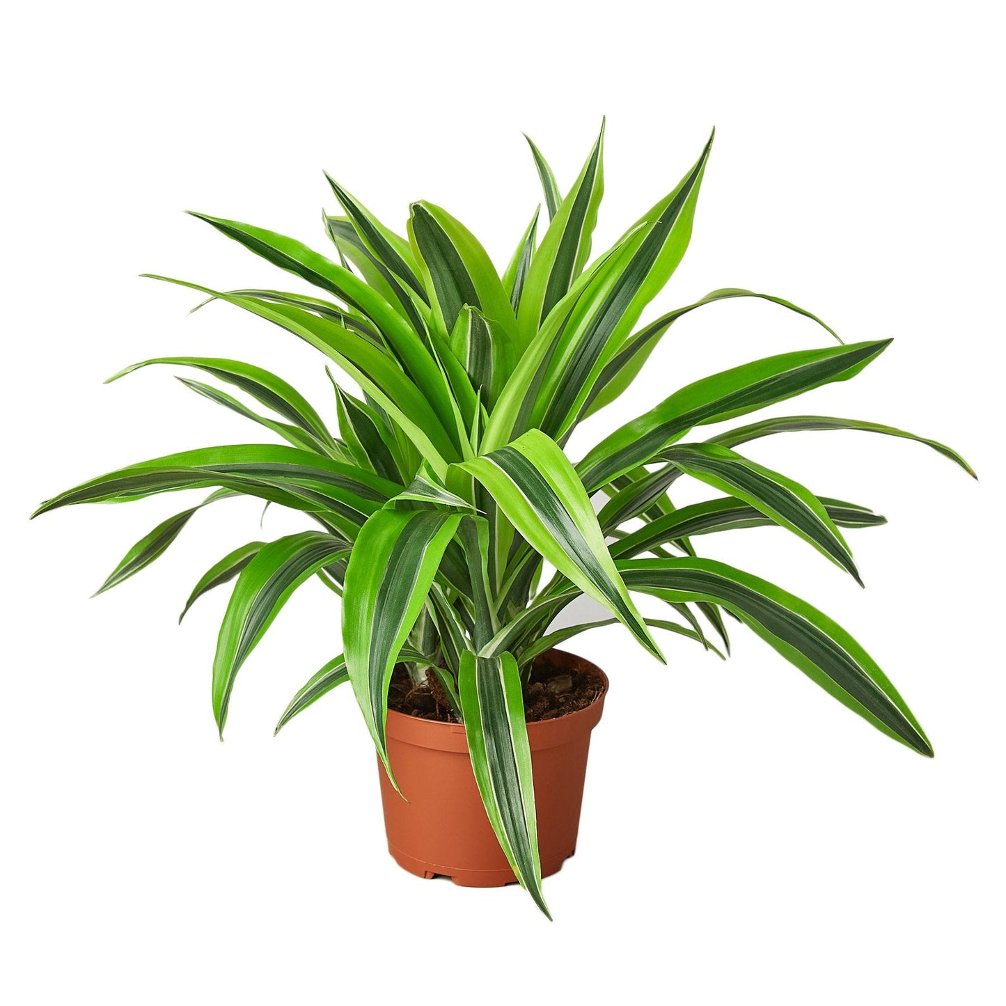 Dracaena Deremensis 'Lemon Lime' | Cactus Clint
