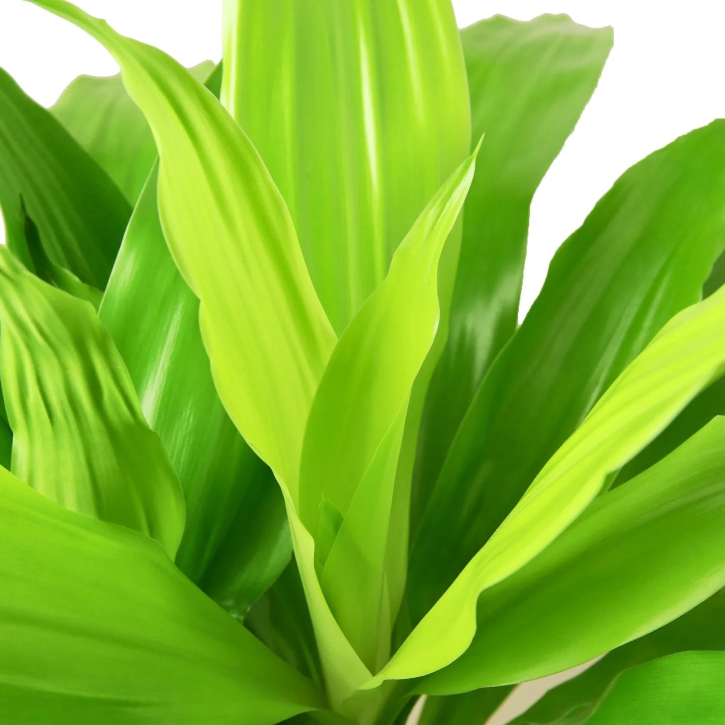 Dracaena 'Lime Light' | Cactus Clint