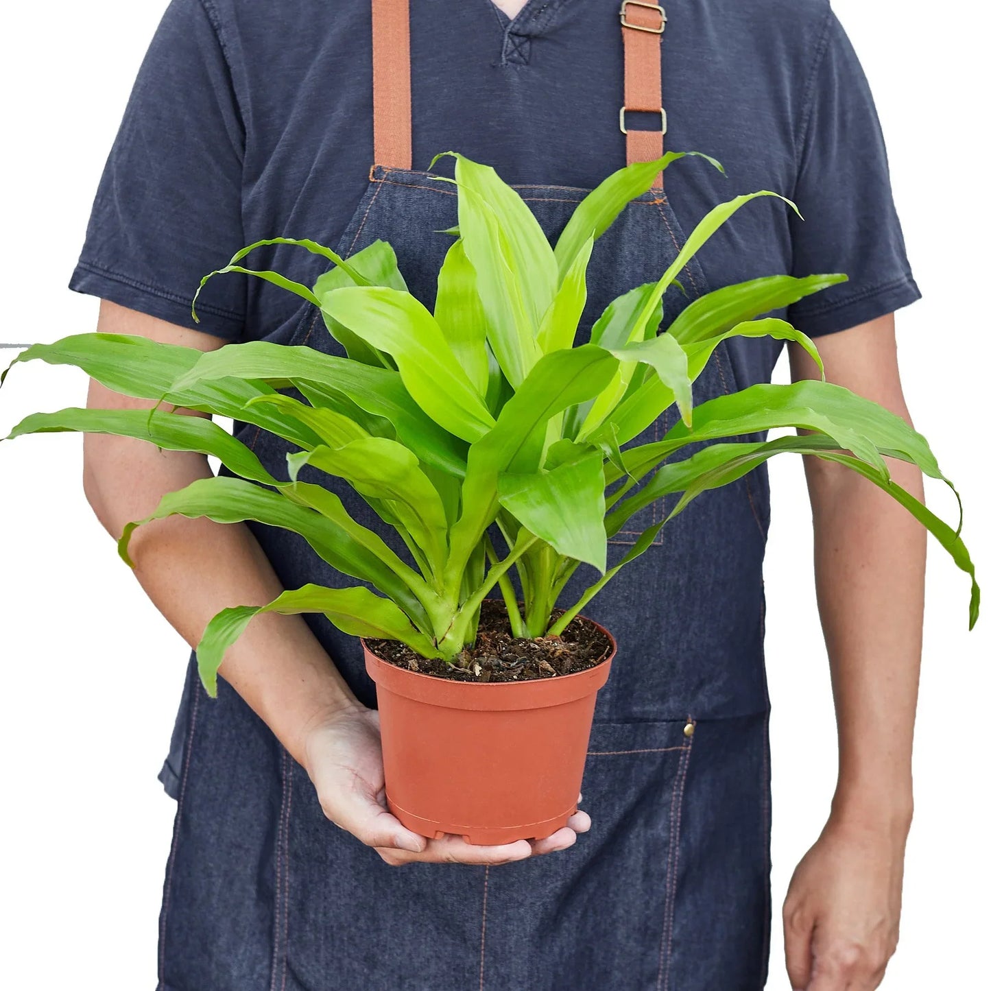Dracaena 'Lime Light' | Cactus Clint