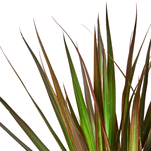 Dracaena 'Marginata Magenta' | Cactus Clint