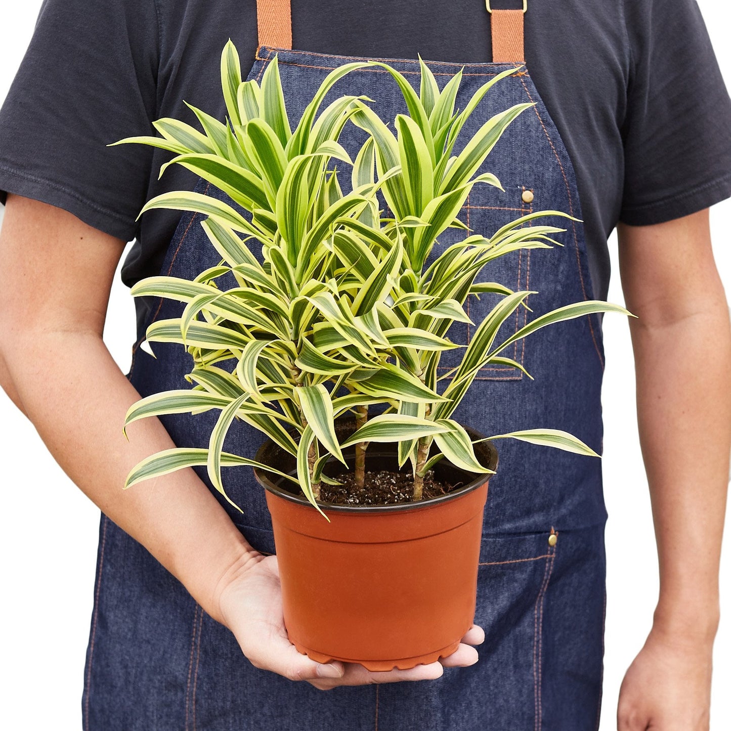 Dracaena 'Song of India' | Cactus Clint