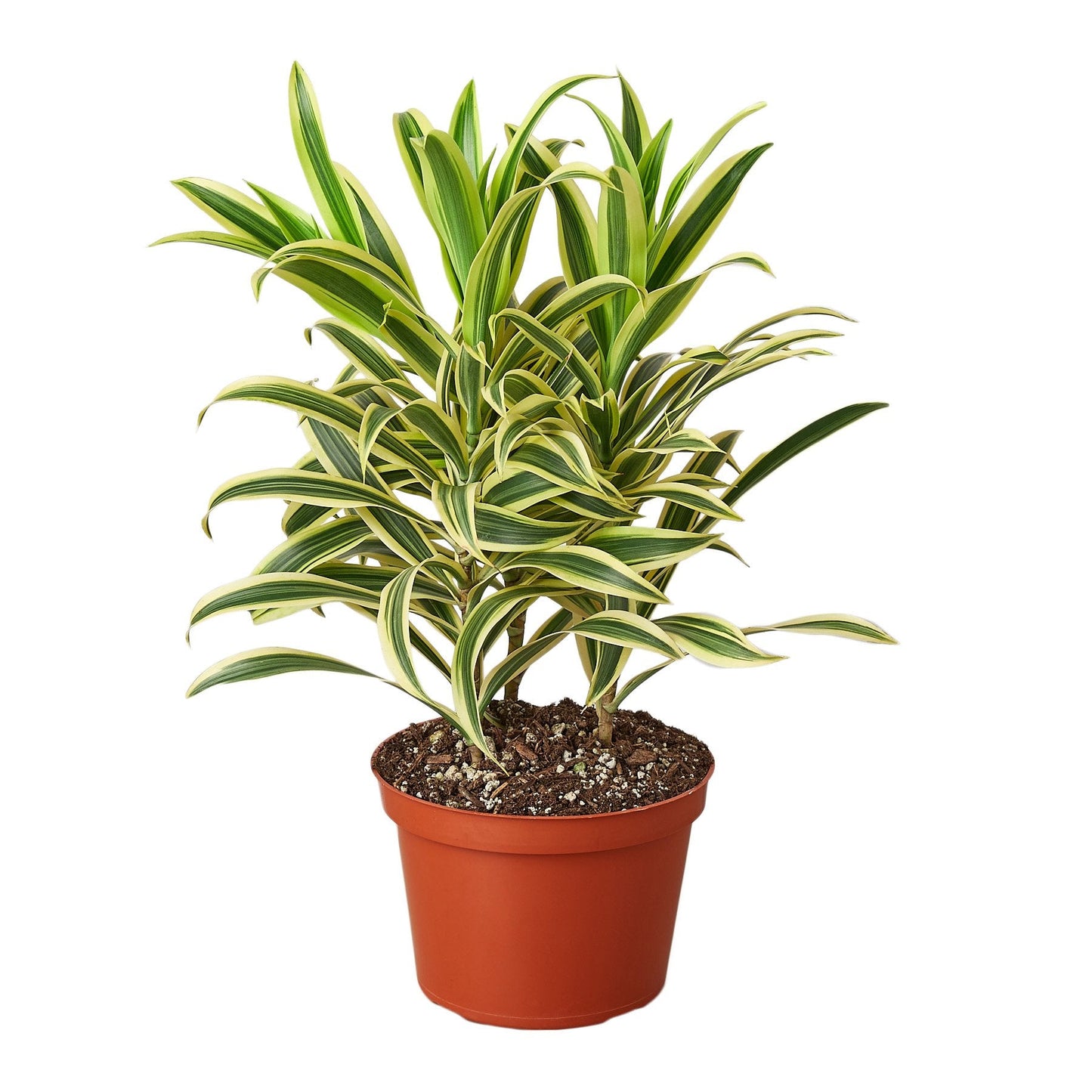 Dracaena 'Song of India' | Cactus Clint