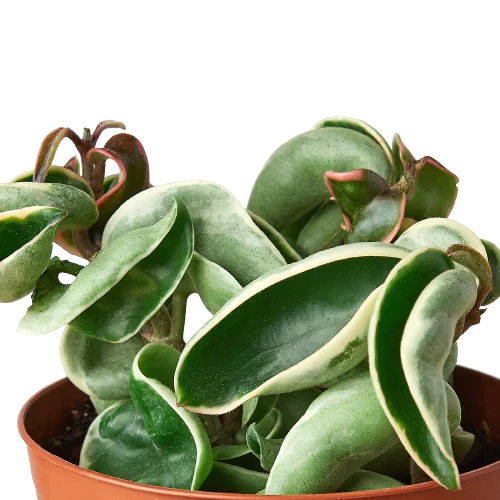 Hoya 'Rope Plant' Variegated | Cactus Clint