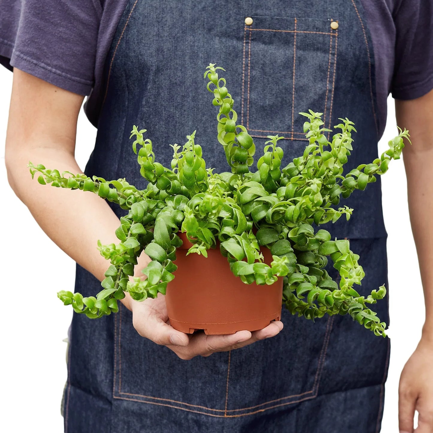 Curly Lipstick Plant | Cactus Clint