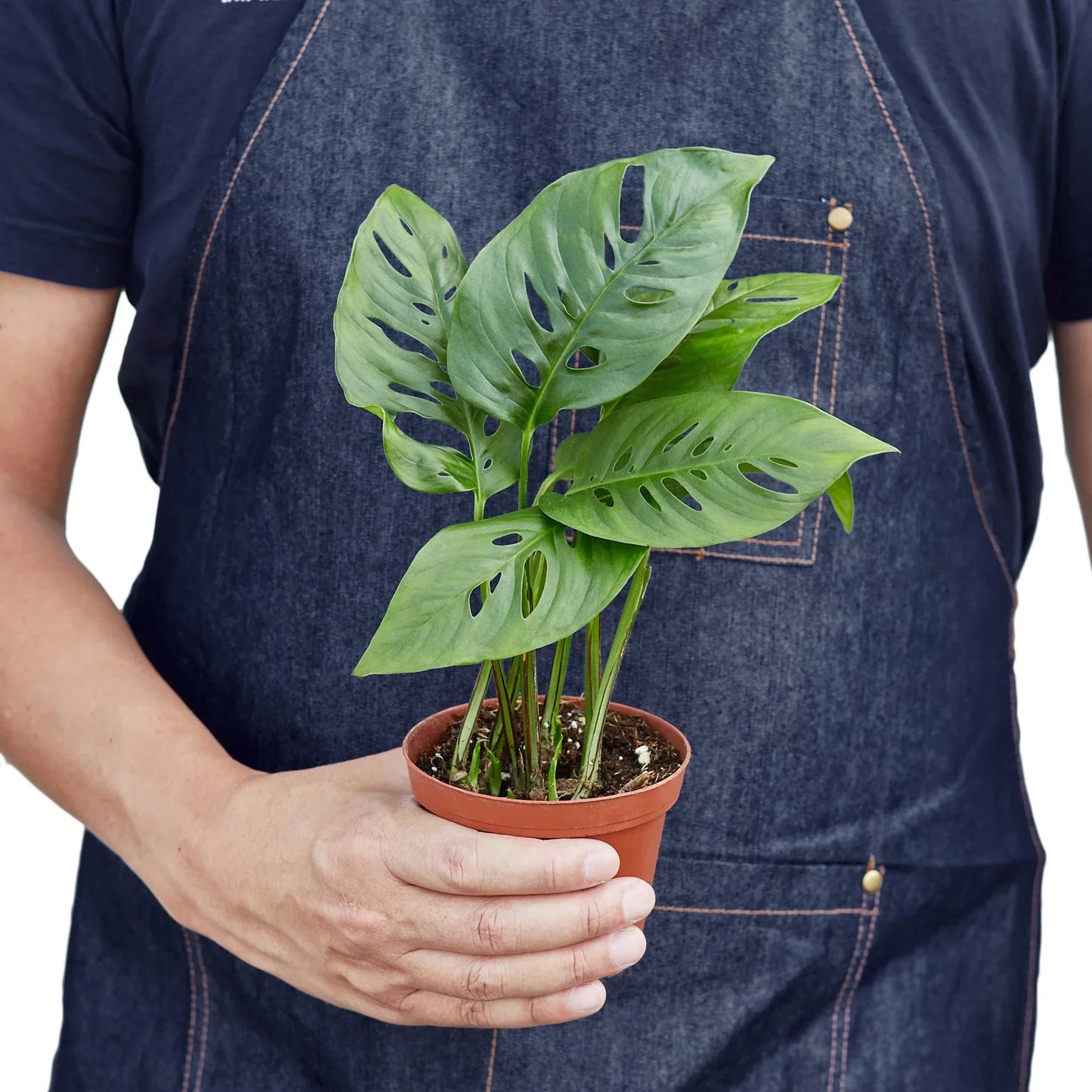 Monstera Adansonii 'Swiss Cheese' | Cactus Clint