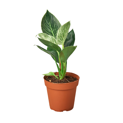 Philodendron 'Birkin' | Cactus Clint