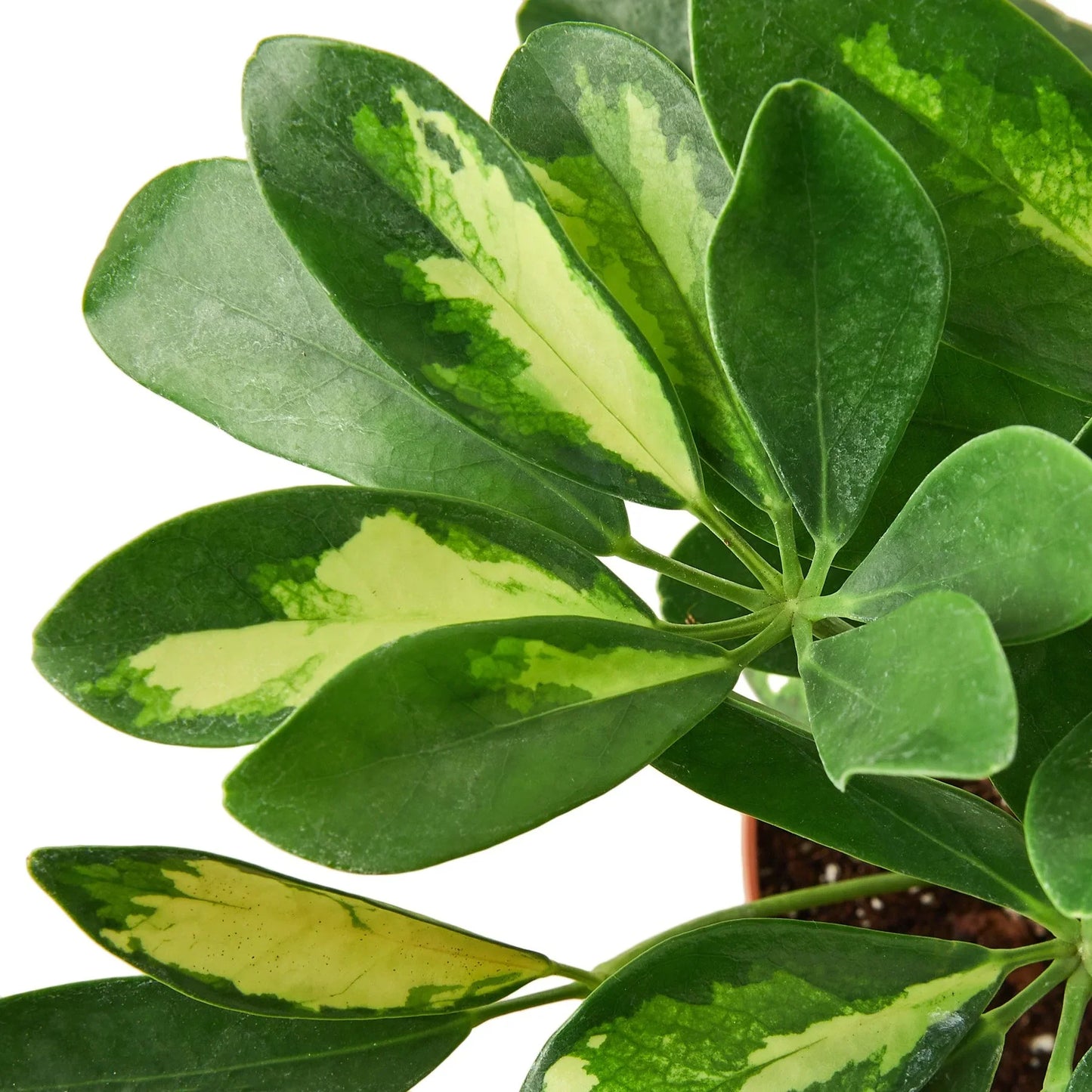 Schefflera Variegated | Cactus Clint