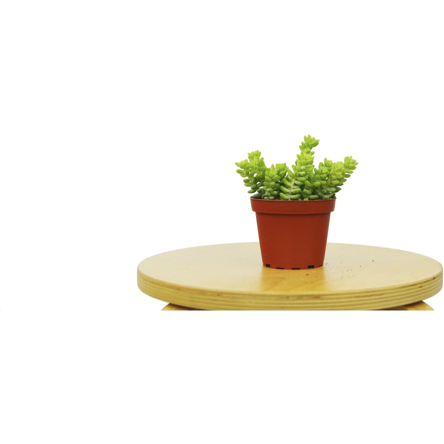 Sedum 'White Stone Crop' Succulent | Cactus Clint