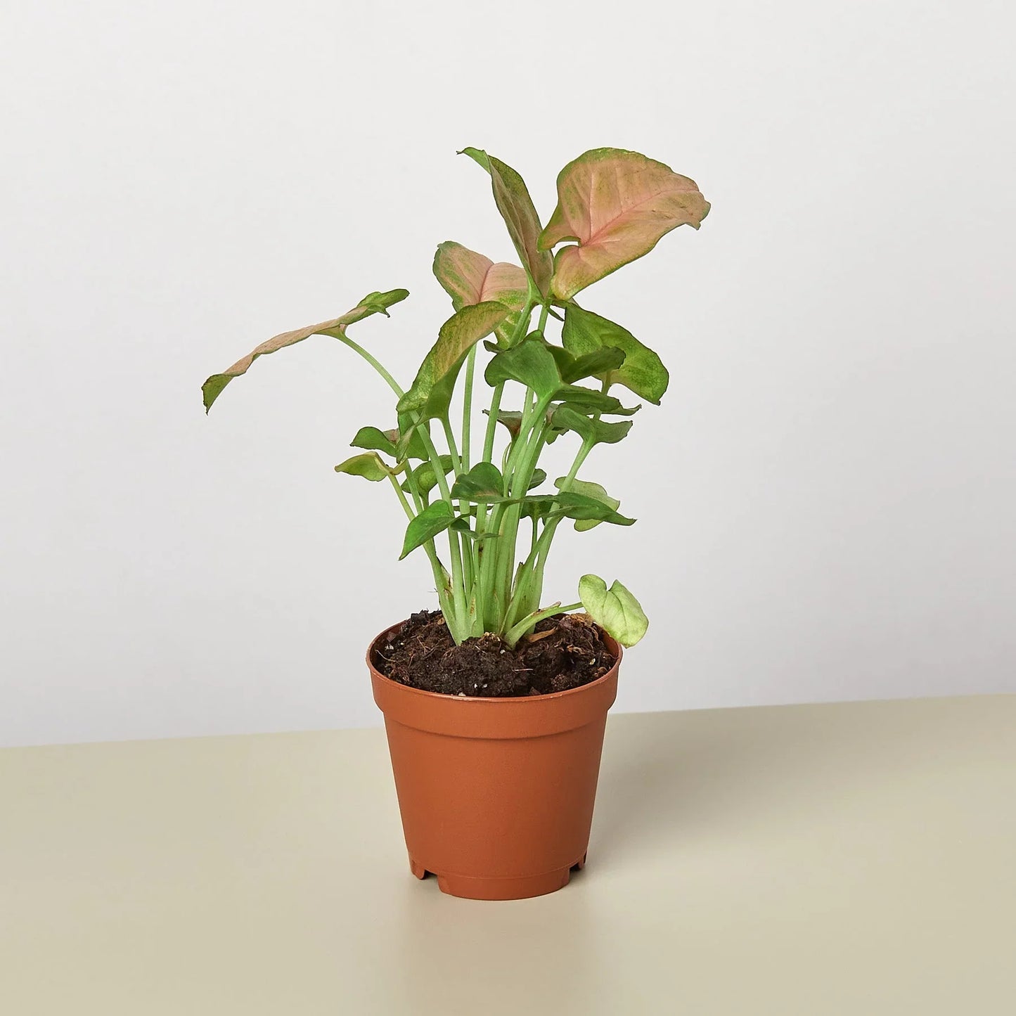 Syngonium Strawberry | Cactus Clint