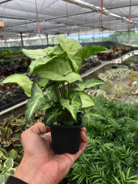 Syngonium White Butterfly | Cactus Clint