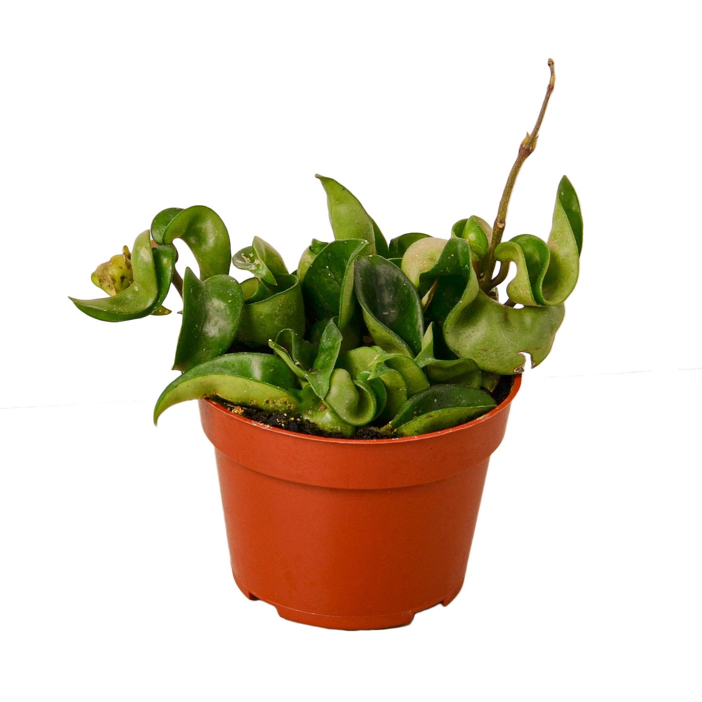 Hoya Rope Plant | Cactus Clint