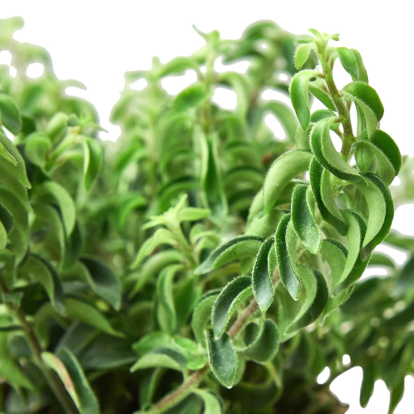 Curly Lipstick Plant | Cactus Clint