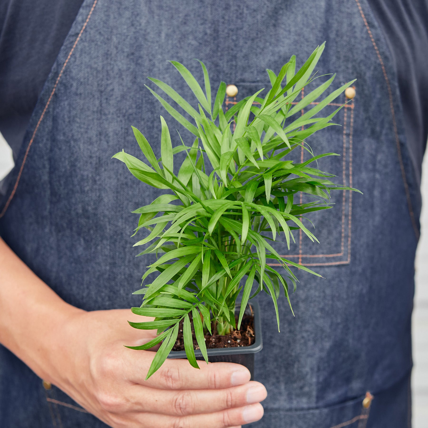 3" Tropical Plant Variety Bundle | Cactus Clint