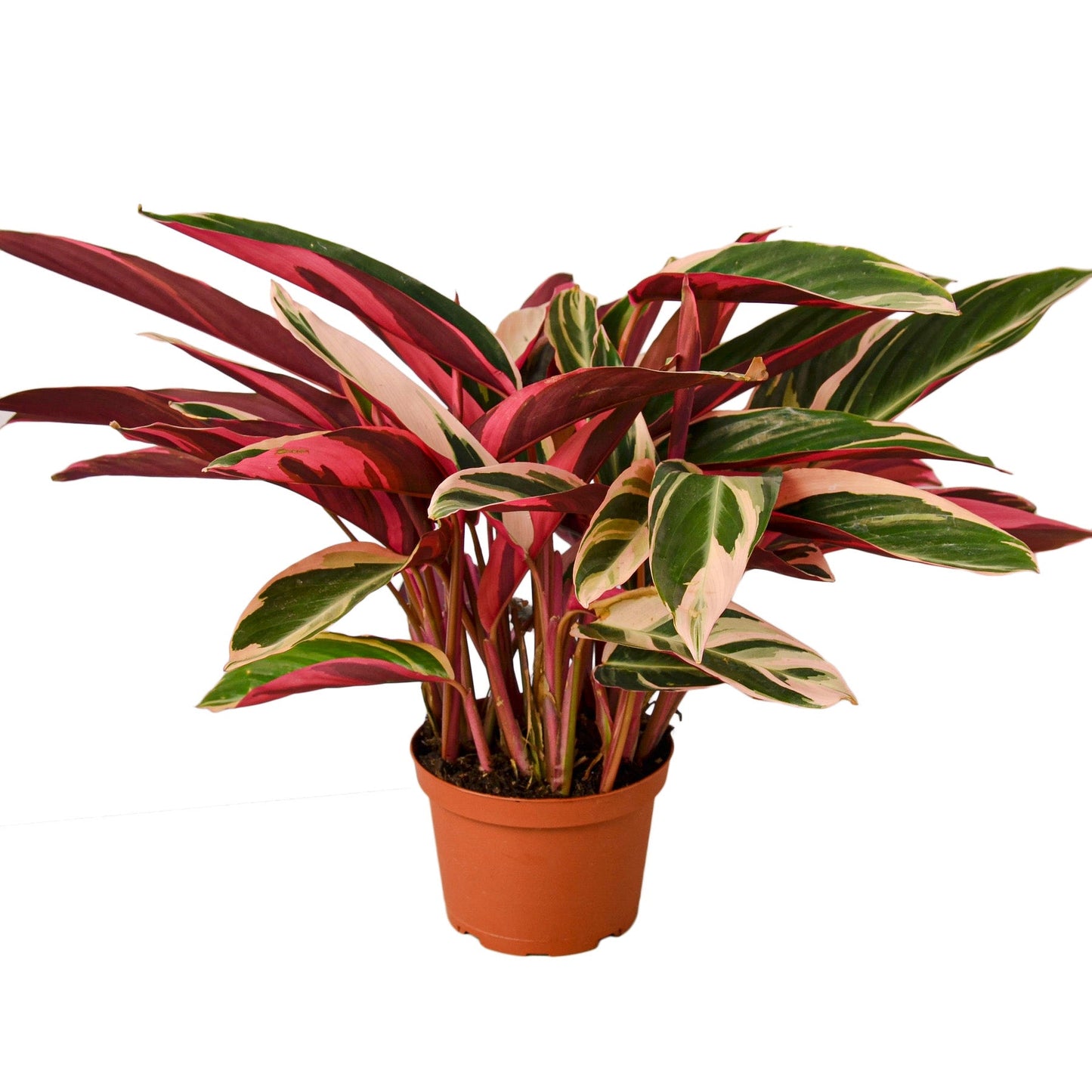 Stromanthe Triostar | Cactus Clint