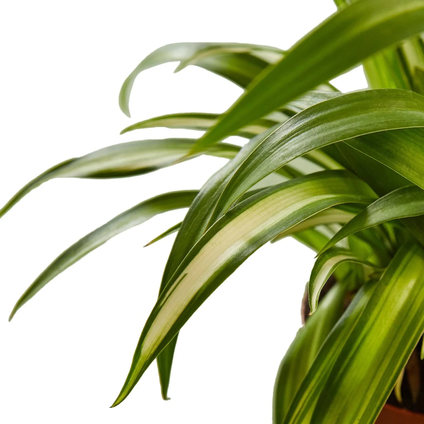 Spider Plant Hawaiian | Cactus Clint