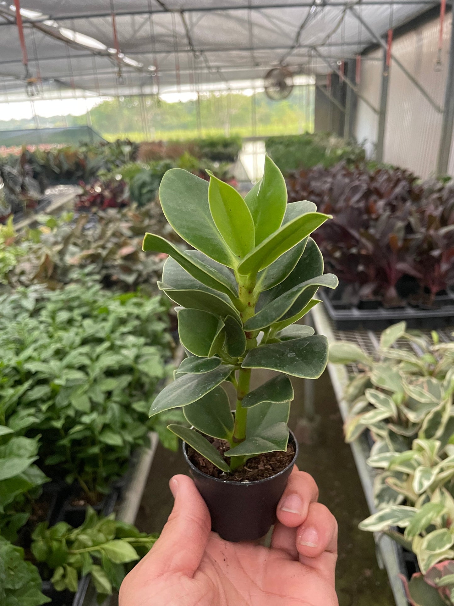 Clusia 'Princess' (Autograph Plant) | Cactus Clint