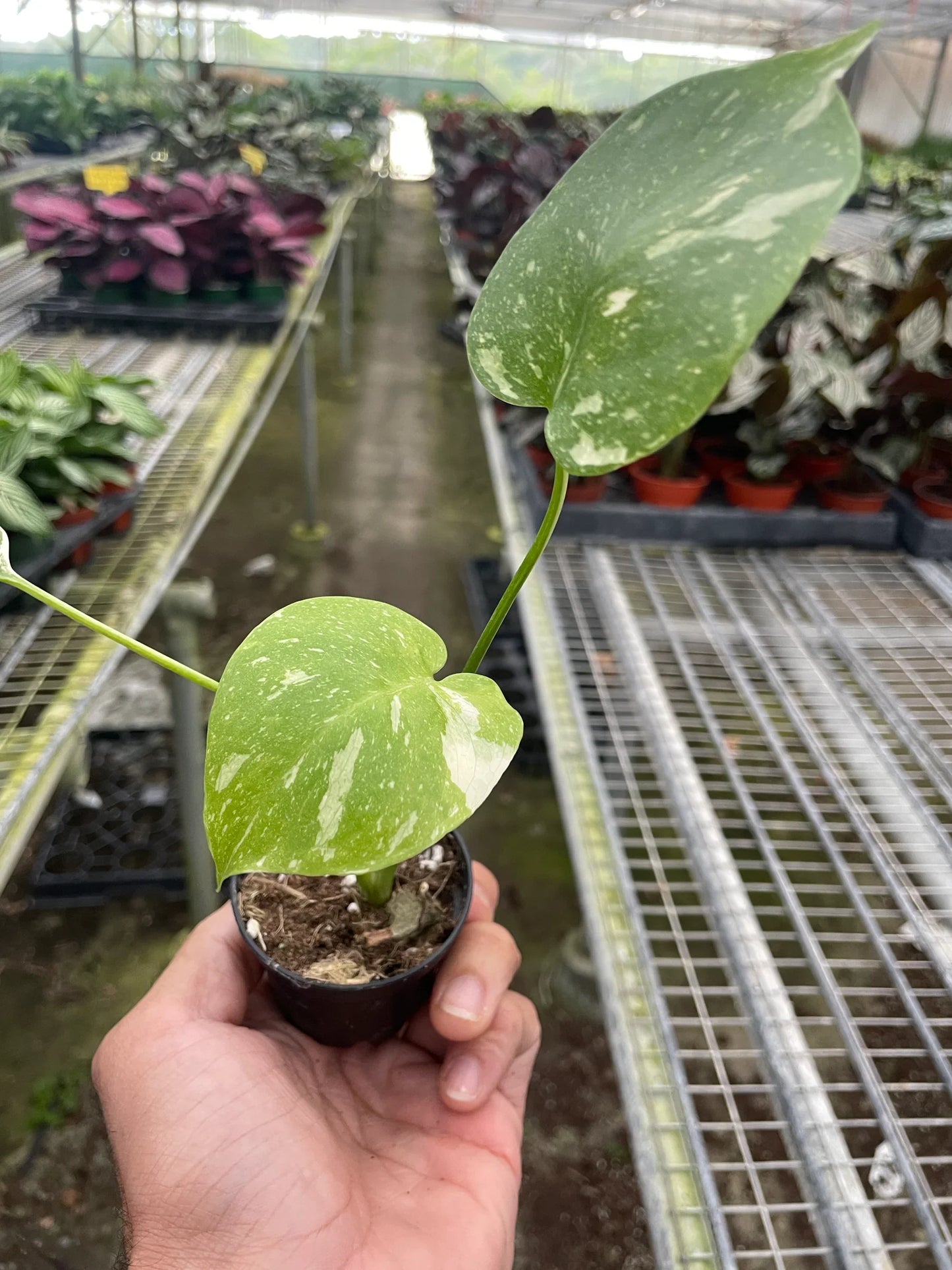 Monstera 'Thai Constellation' | Cactus Clint