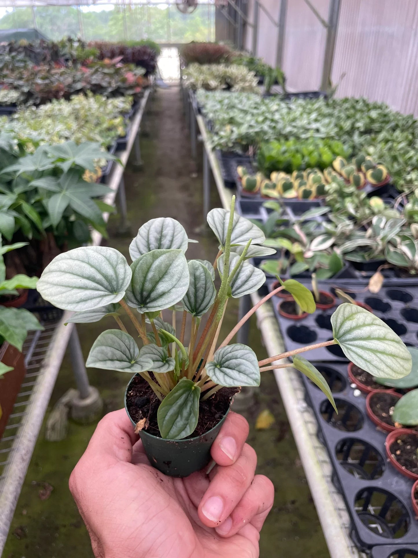 Peperomia 'Frost' | Cactus Clint