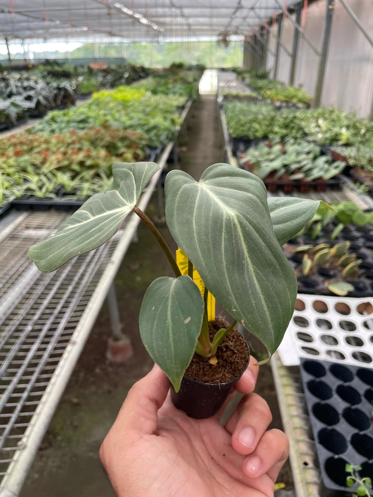 Philodendron Gloriosum | Cactus Clint