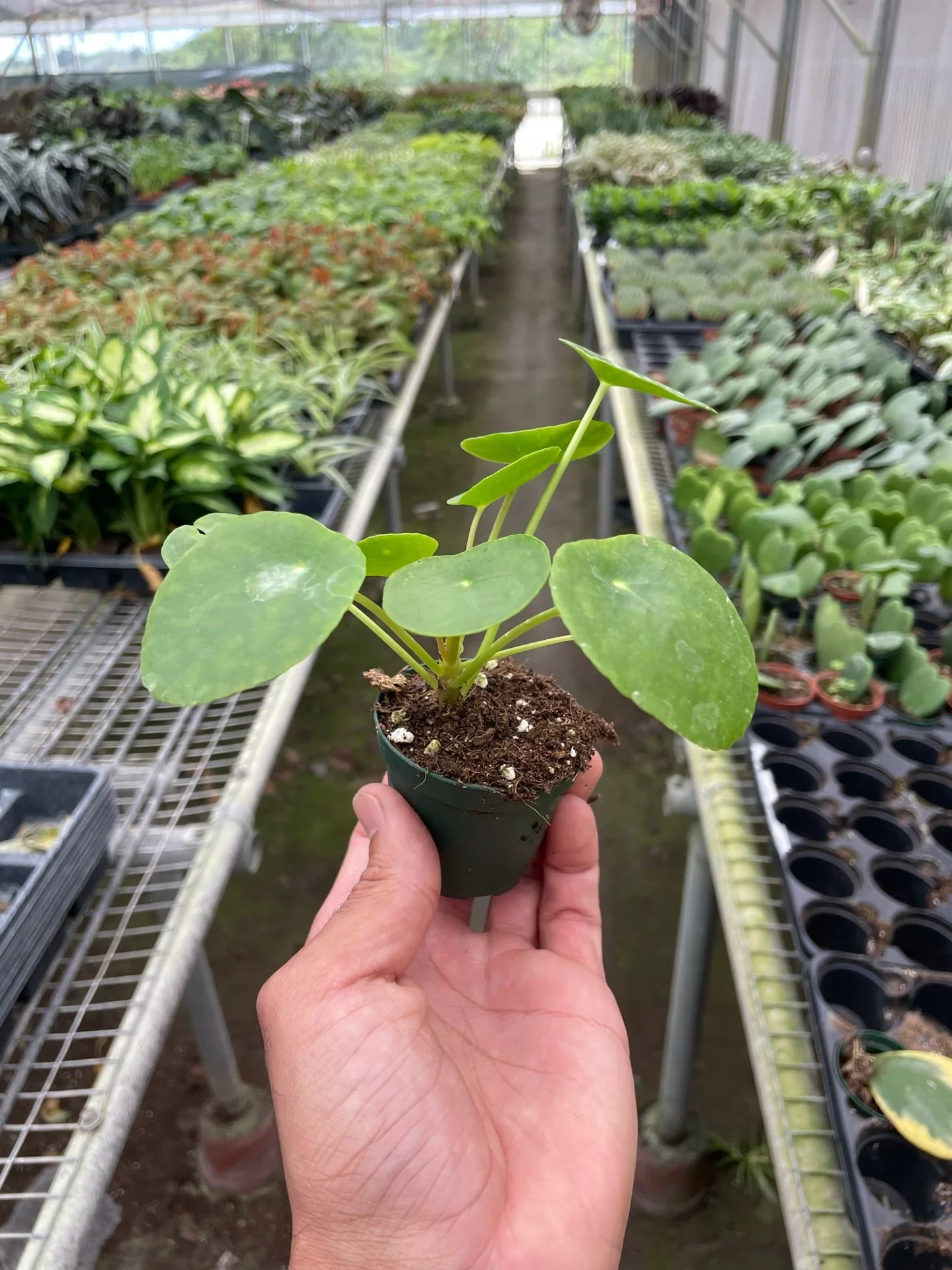 Pilea Peperomioides 'Chinese Money' | Cactus Clint