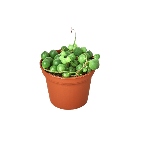 Succulent 'String of Pearls' | Cactus Clint