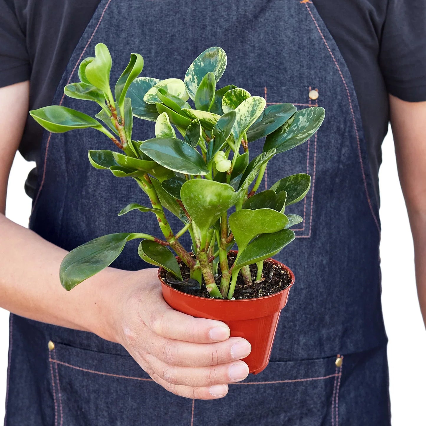 Peperomia 'Marble' | Cactus Clint