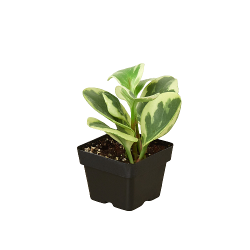 Peperomia 'Marble' | Cactus Clint