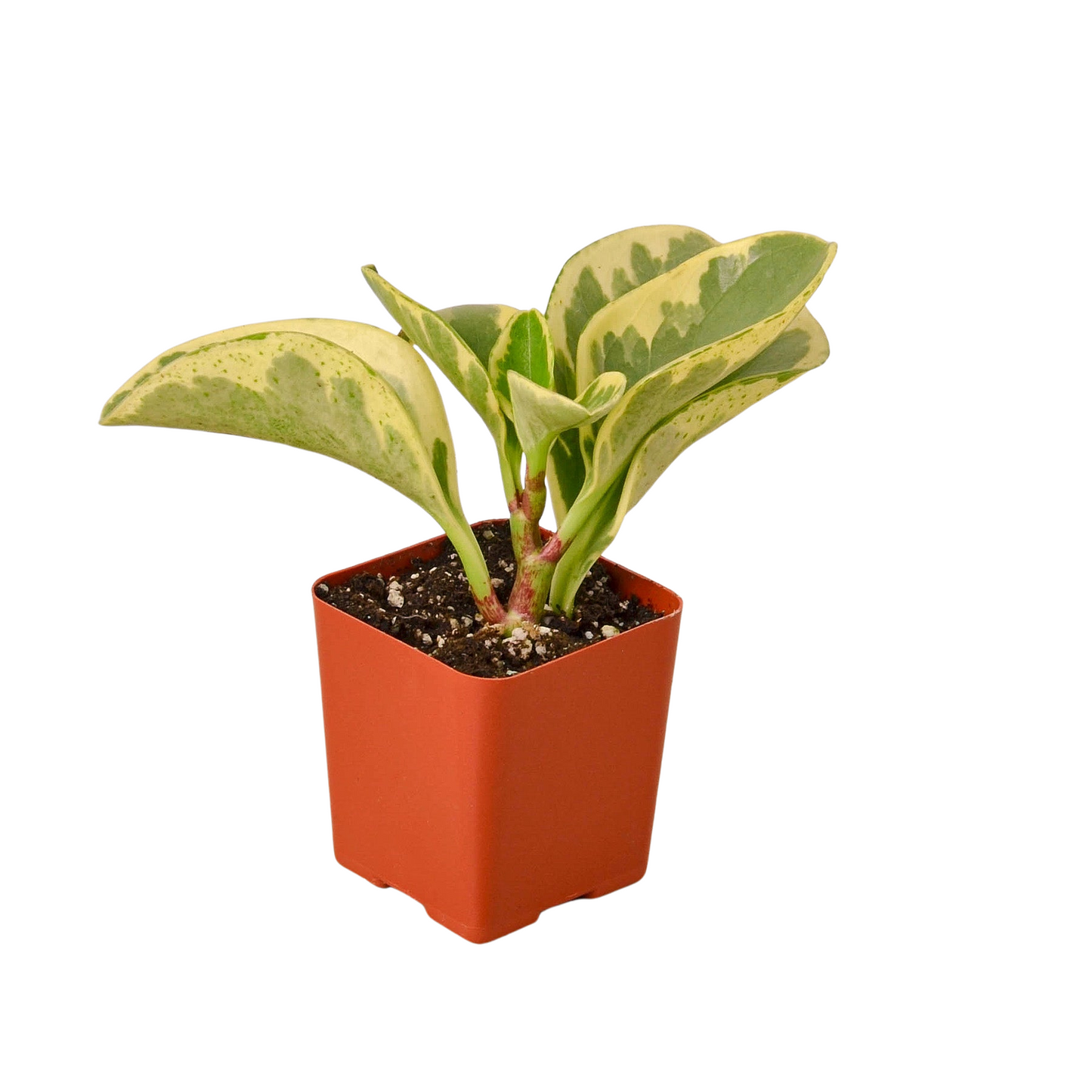 3" Tropical Plant Variety Bundle | Cactus Clint