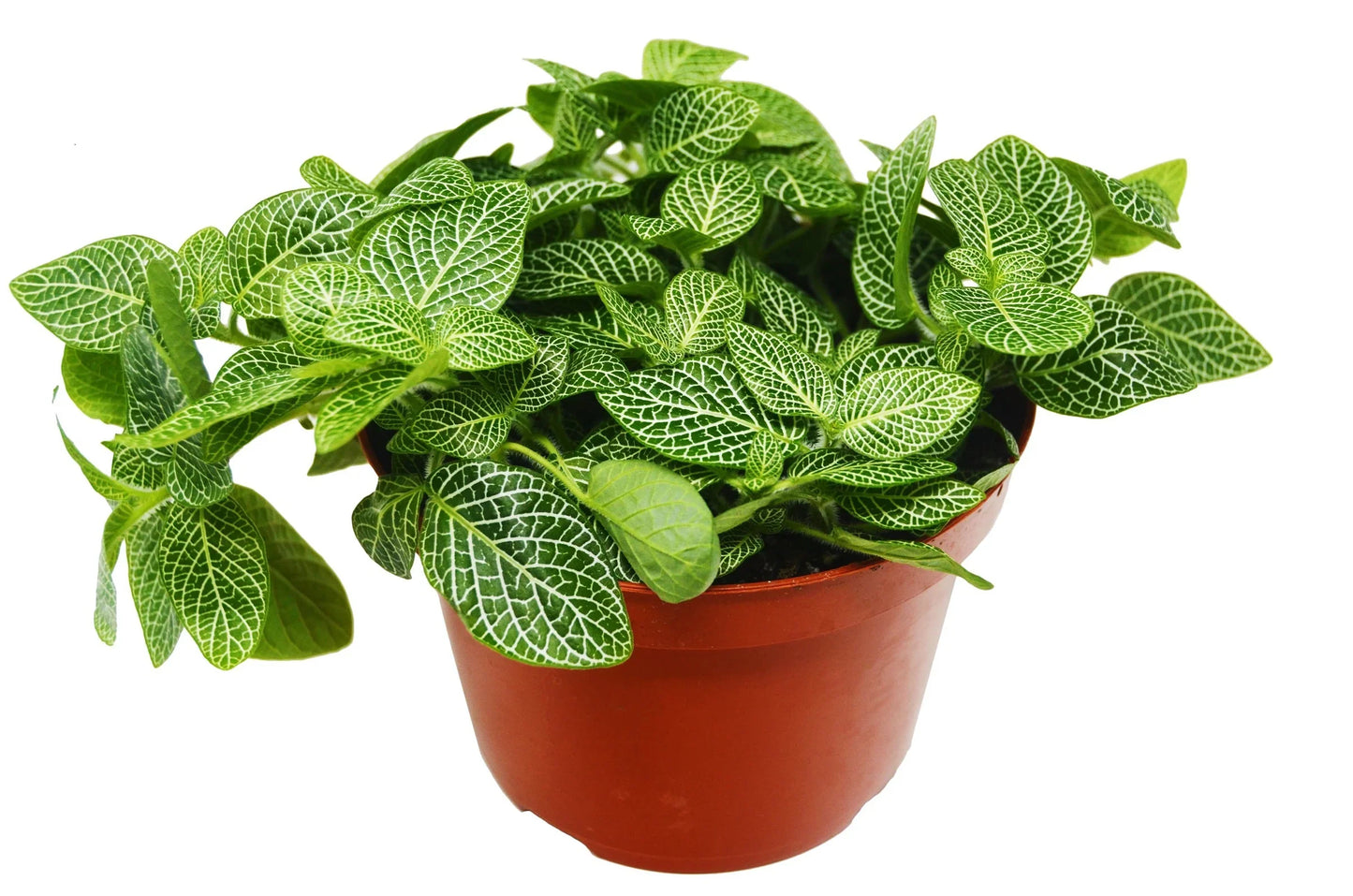 Fittonia 'White Nerve Plant' | Cactus Clint