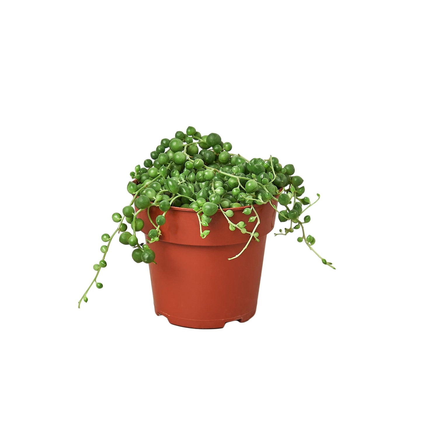 Succulent 'String of Pearls' | Cactus Clint