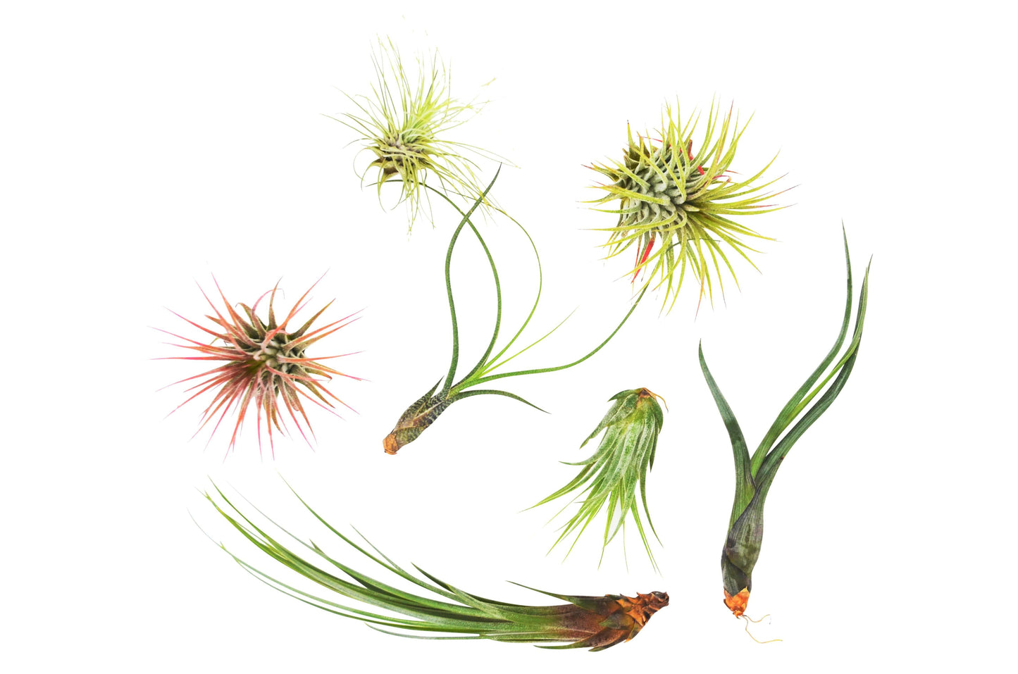 7 Air Plant Variety Pack - Tillandsias | Cactus Clint