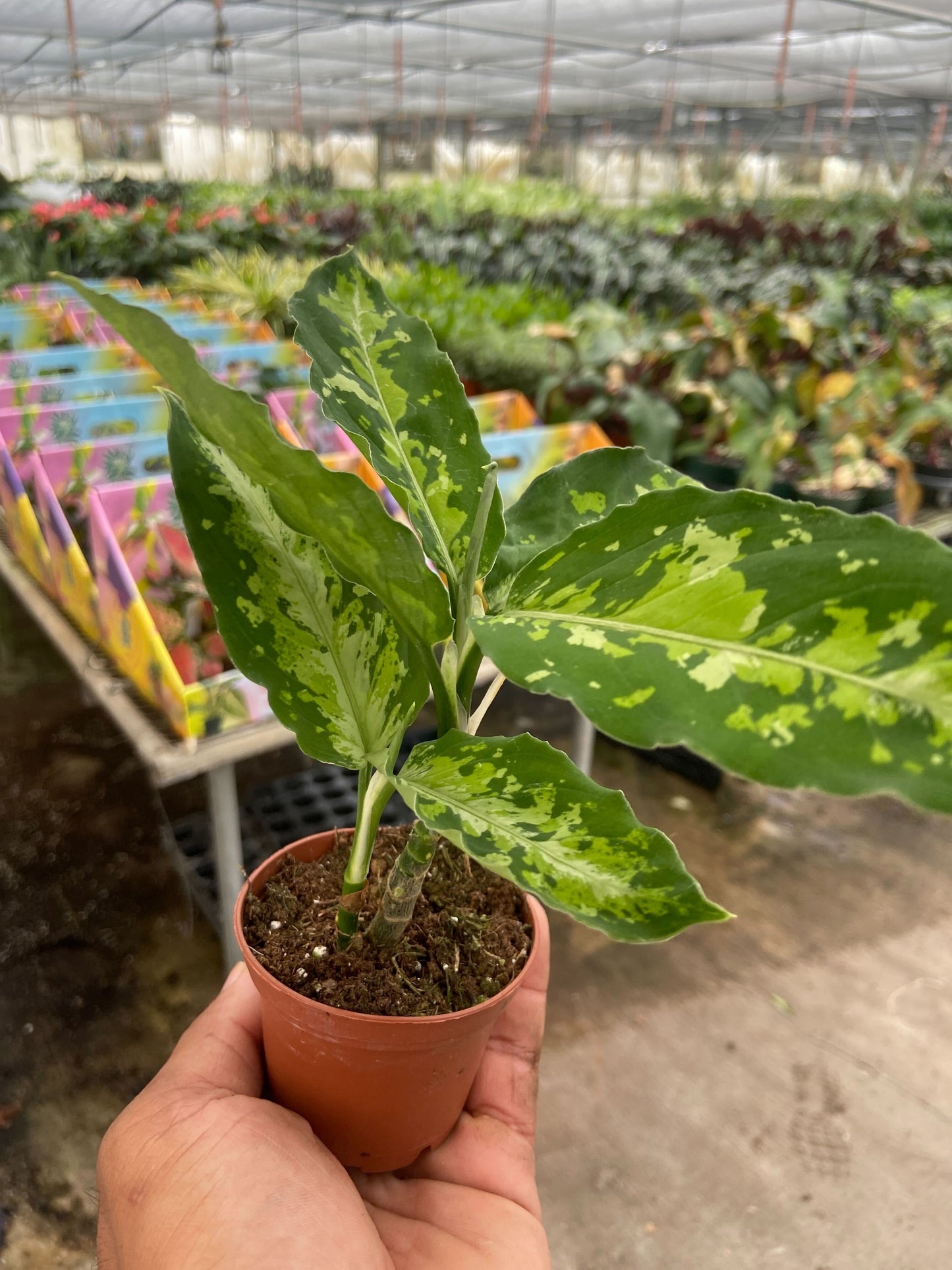 Chinese Evergreen Pictum Tricolor | Cactus Clint