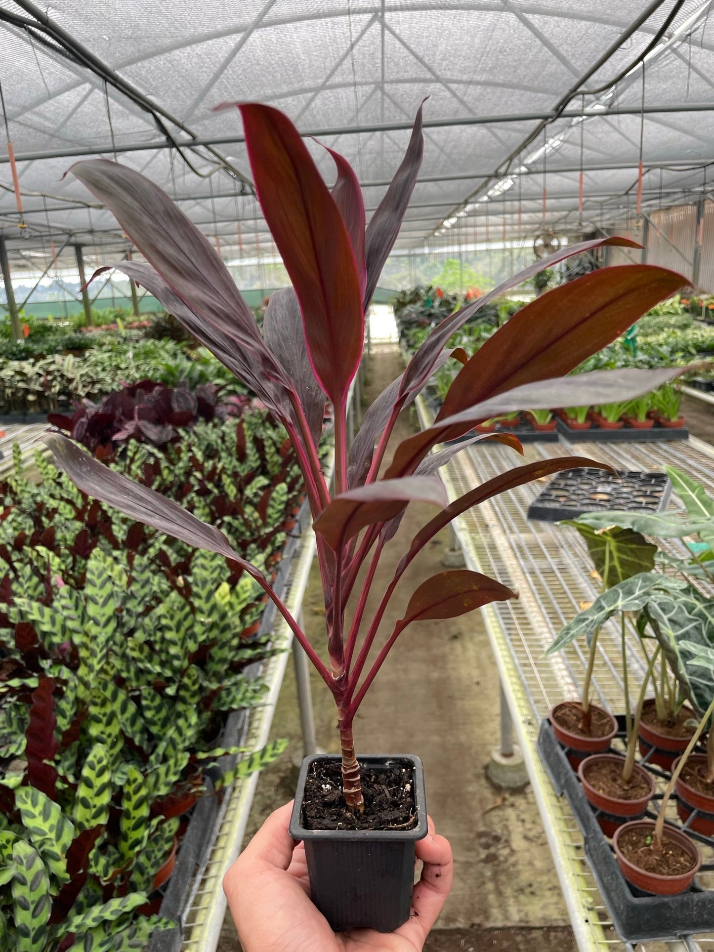 Cordyline 'Calypso Queen' | Cactus Clint