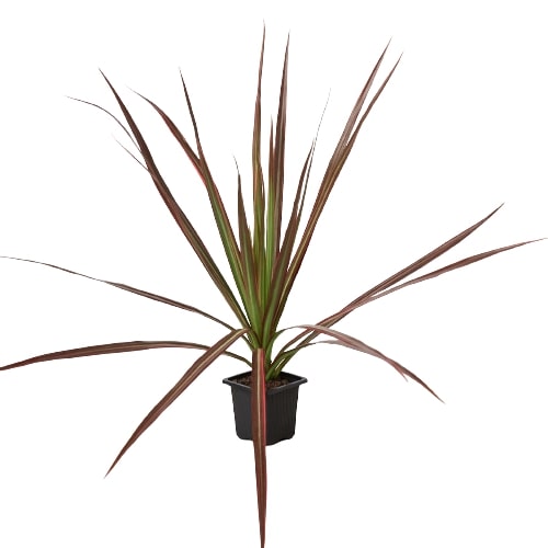 Dracaena 'Colorama' | Cactus Clint