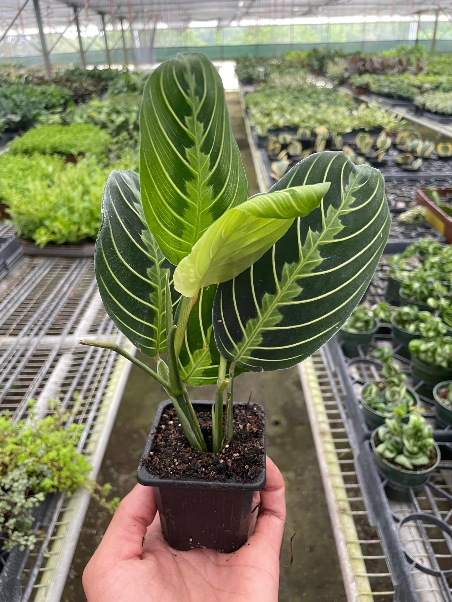 Maranta 'Lemon Lime' | Cactus Clint