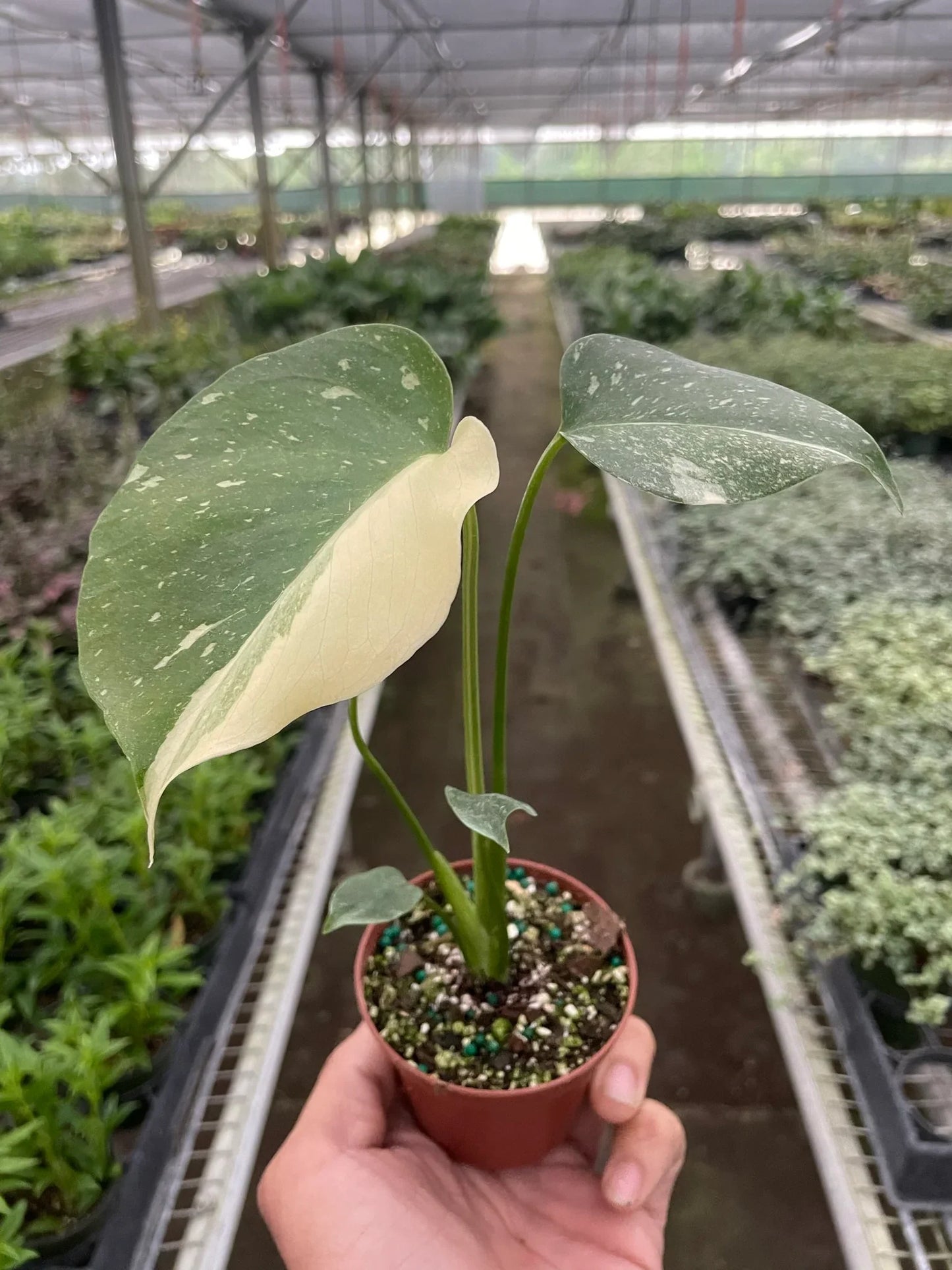 Monstera 'Thai Constellation' | Cactus Clint