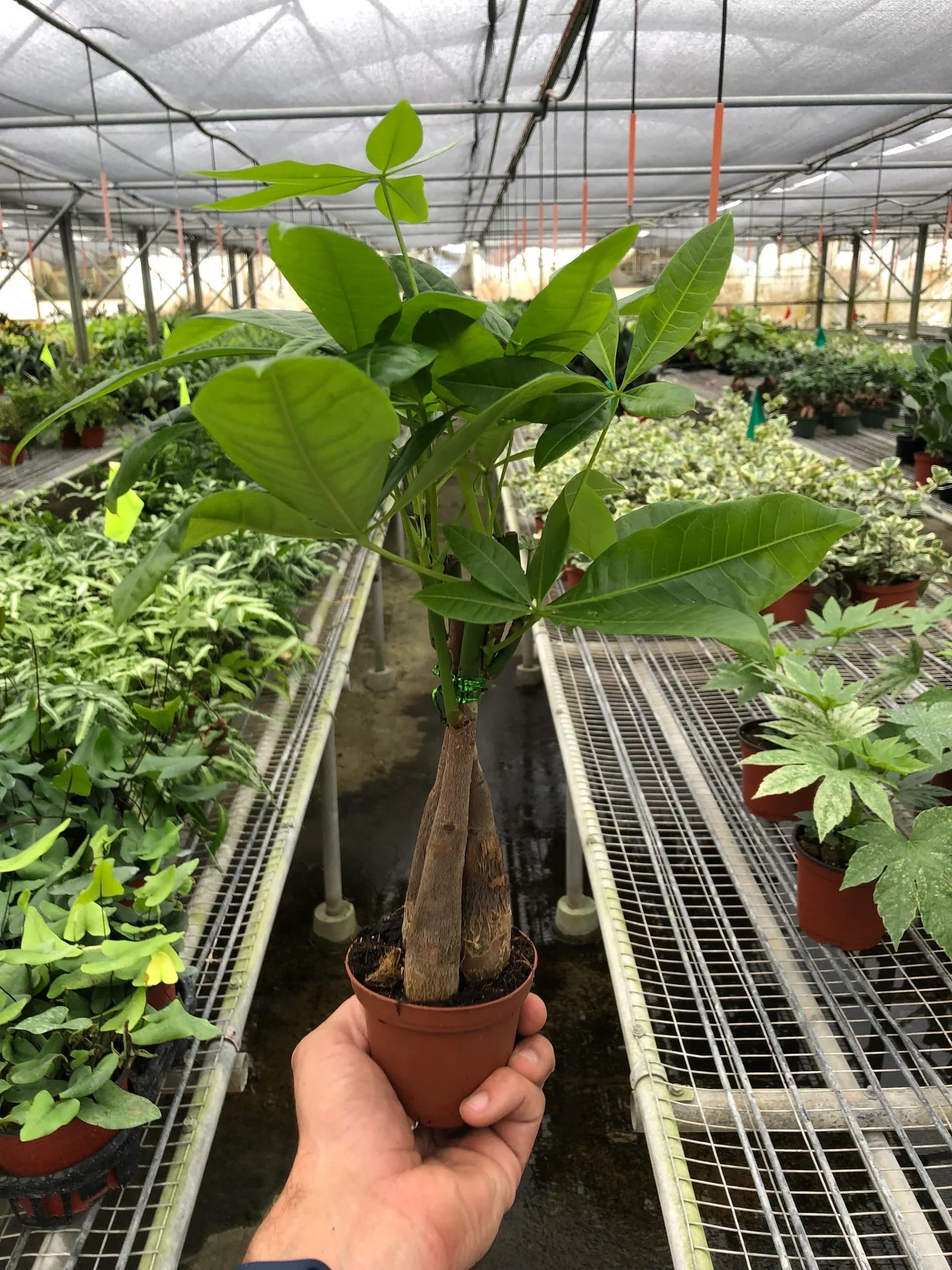 Money Tree 'Guiana Chestnut' Pachira Braid | Cactus Clint