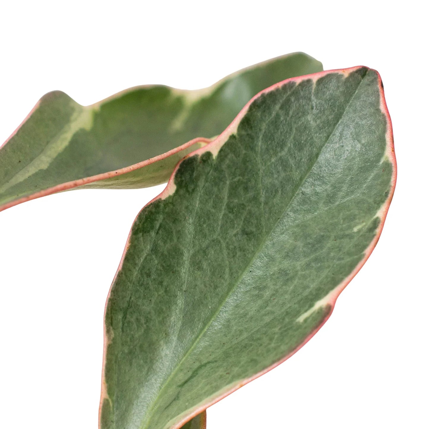 Peperomia 'Ginny' | Cactus Clint