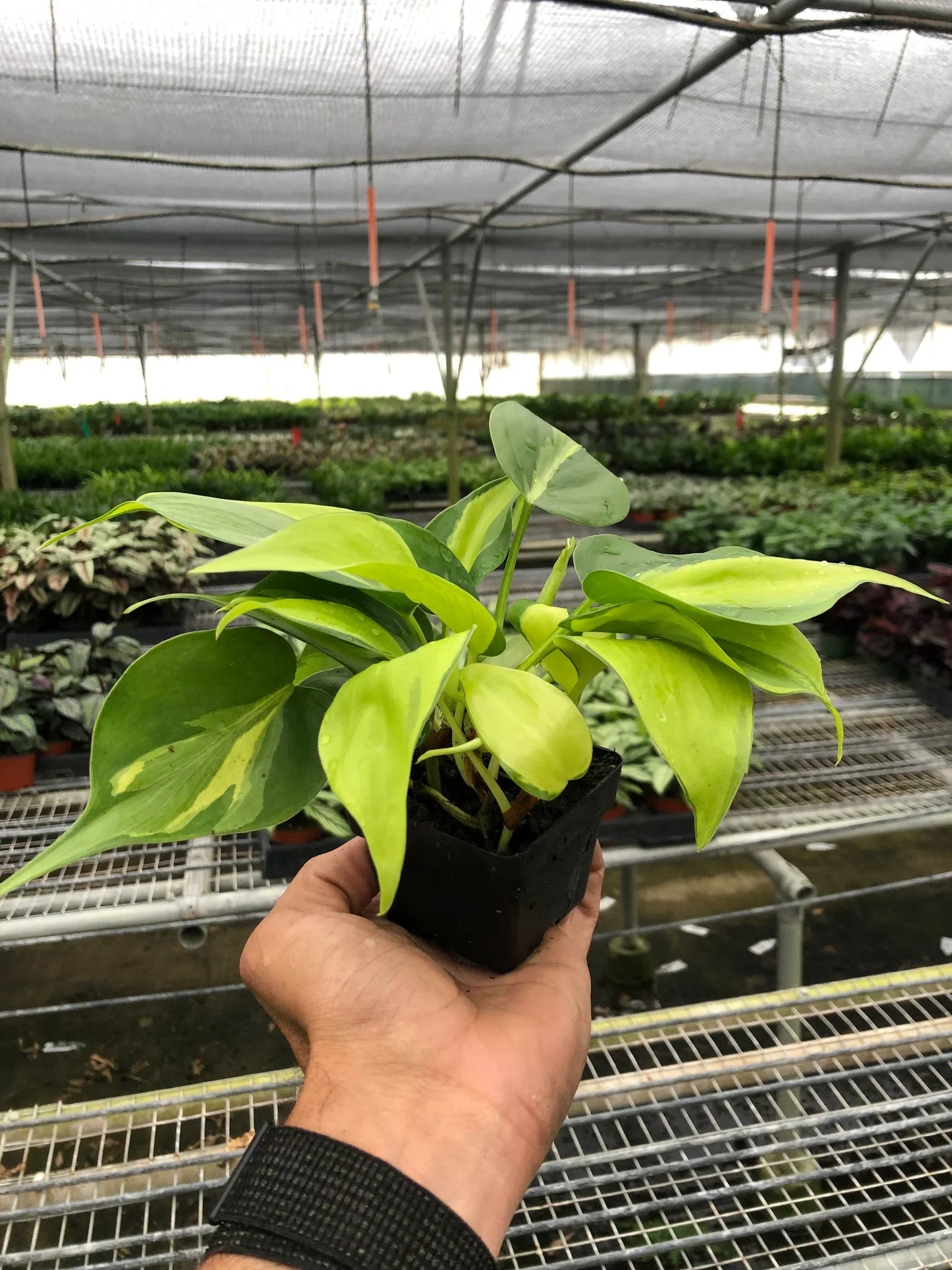 Philodendron 'Brasil' | Cactus Clint