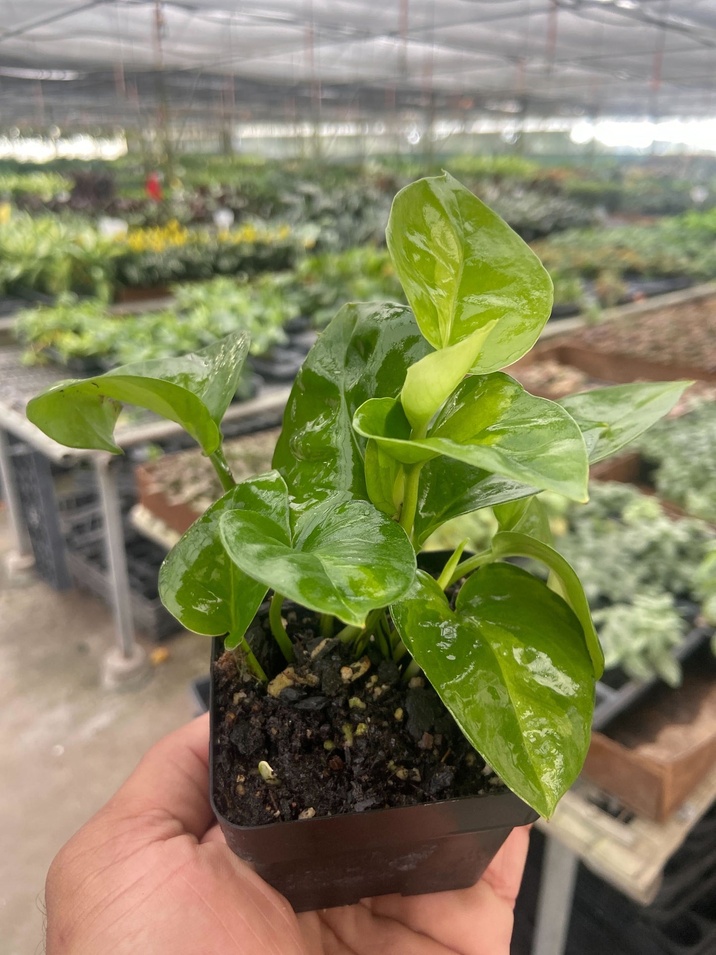 Pothos 'Global Green' | Cactus Clint