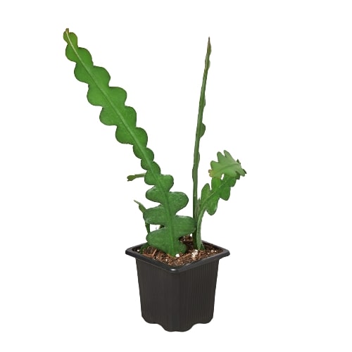 Epiphyllum 'Ric Rac' Cactus | Cactus Clint