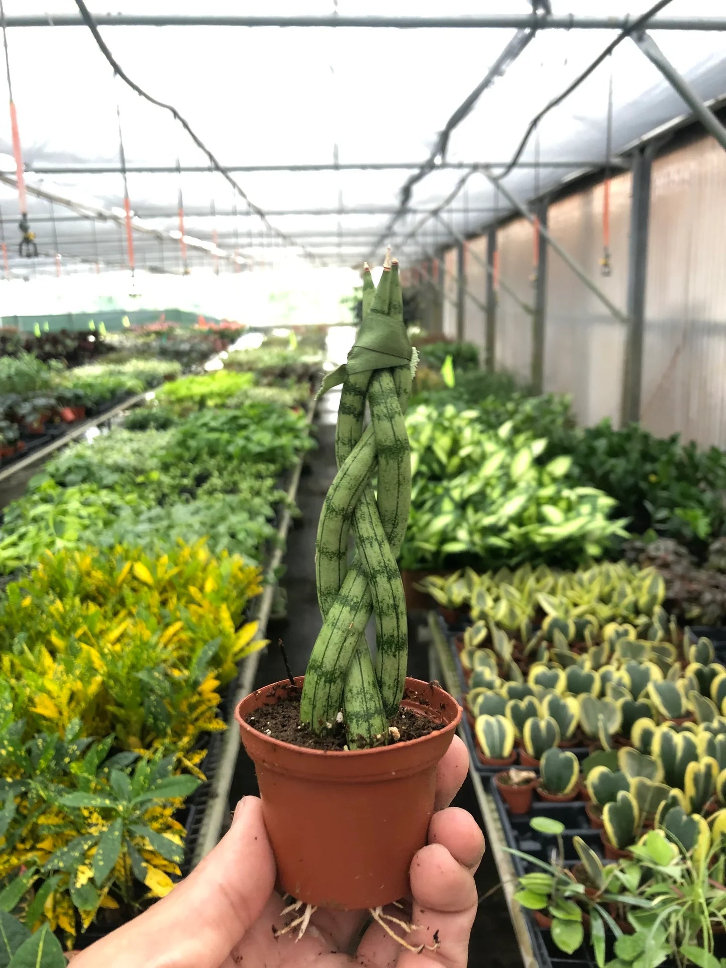Snake Plant Braided | Cactus Clint